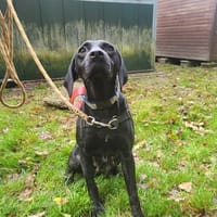 STELLA, chienne à adopter