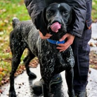 BROOK, chien à adopter