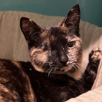 COLCHIQUE, chatte à adopter