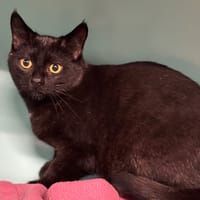 Tricia CAB4619, chatte à adopter