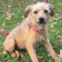Alia CAA14307, chienne à adopter