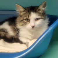 PUPUCE, chatte à adopter