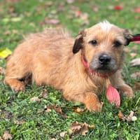 Satine CAA14305, chienne à adopter