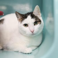 KIRIKOU dit MILKA, chat à adopter