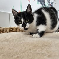 SWANN, chat à adopter