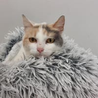 Princesse, chatte à adopter