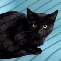 Poire CAB4775, chatte à adopter