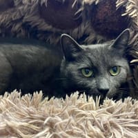 VAGABON, chat à adopter
