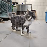 Charly, chat à adopter