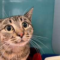 TITI, chat à adopter