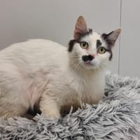 Chatoune, chatte à adopter