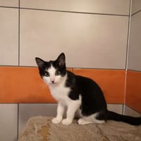 pepper réservée, chatte à adopter