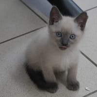 Altair, chat à adopter