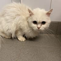 DESIREE, chatte à adopter