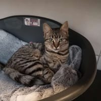 Réservée sirène, chatte à adopter