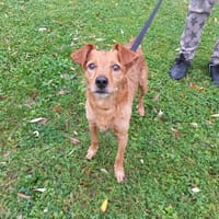 Nanou, chien à adopter