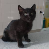 Alkes, chat à adopter