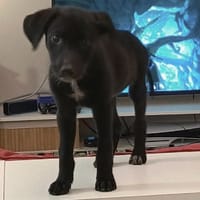 Romi, chienne à adopter