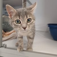Rebelle (En cours d'adoption), chatte à adopter