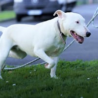 GAIA, chienne à adopter