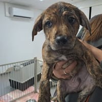 CHATAIGNE, chien à adopter