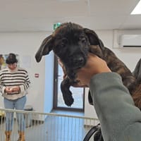 BRINDILLE, chienne à adopter