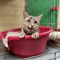 Kemuri, chat à adopter