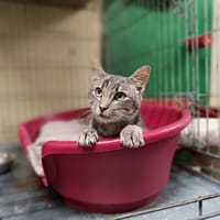 Kemuri, chat à adopter