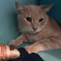 Simba (en cours d'adoption), chat à adopter