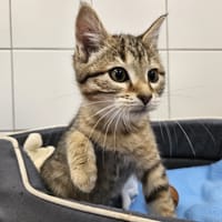 aby, chatte à adopter
