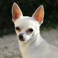 Willy, chien à adopter