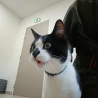 CARAPATE QCT, chat à adopter