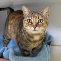Sirina, chatte à adopter