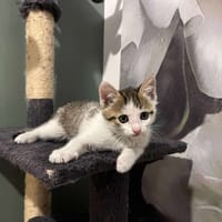 ALFIE, chat à adopter