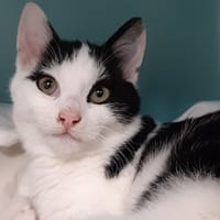 Astor, chat à adopter