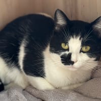 Bellamy Cab4758, chat à adopter