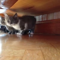 WOOLY QCT, chatte à adopter