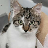 ALMERIA, chatte à adopter