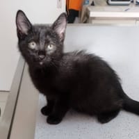 Alcor, chat à adopter