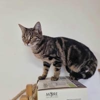 ANGIE, chatte à adopter