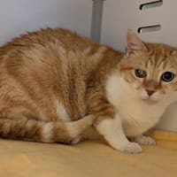 CHAT'GATH, chat à adopter