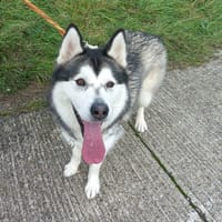 Thia, chienne à adopter