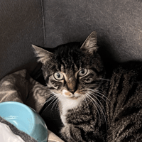 DOUGLAS, chat à adopter