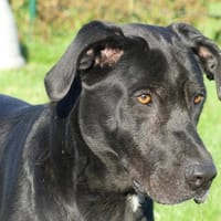 BLACK, chien à adopter