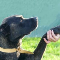 JOBARD, chien à adopter