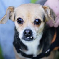 POUPETTE, chienne à adopter