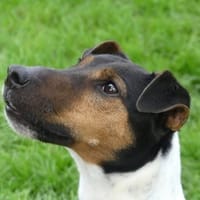 CHESTNUT, chien à adopter