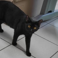 Dana, chatte à adopter