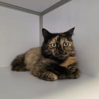 Lumia, chatte à adopter
