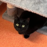 ADIME, chat à adopter